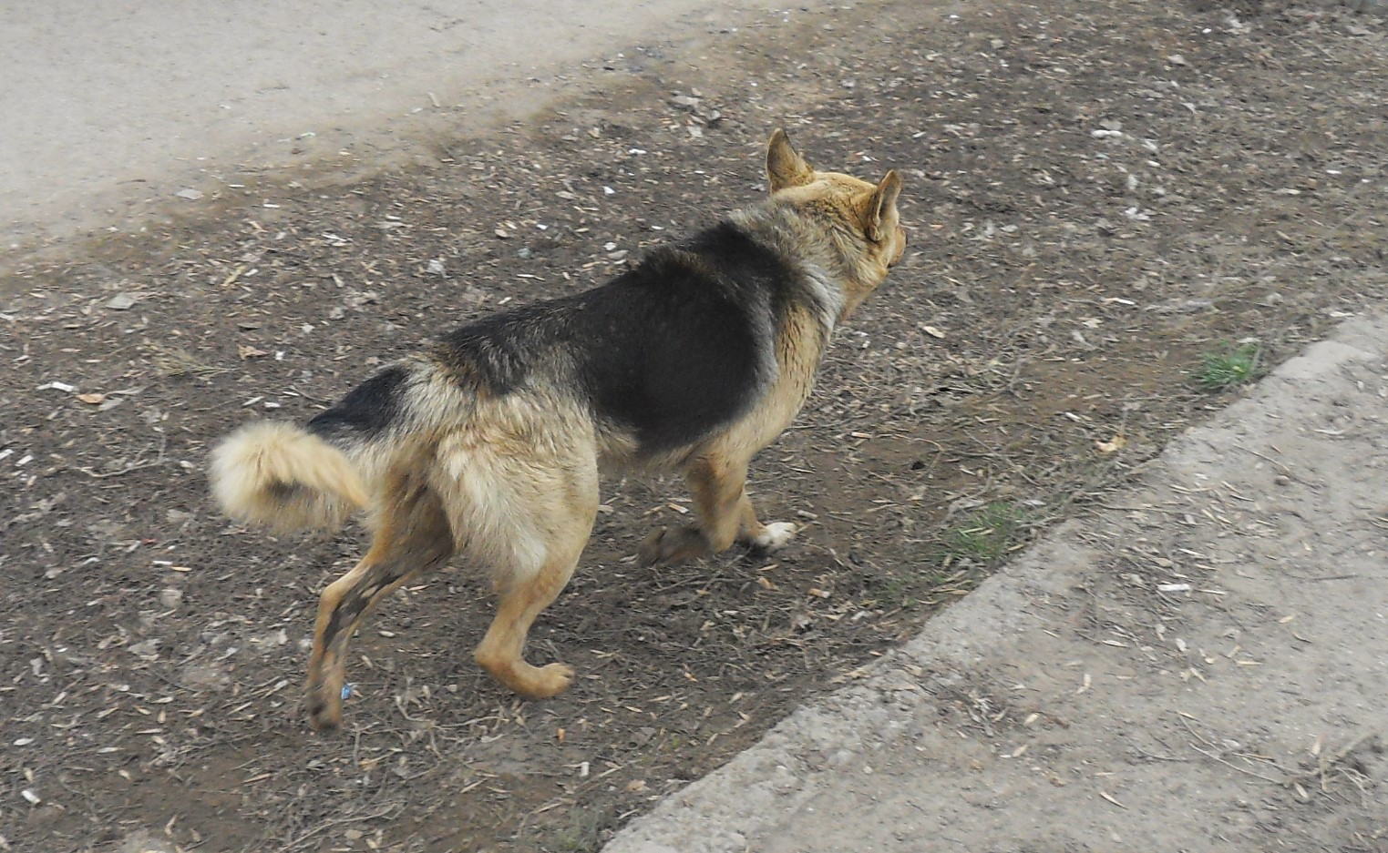 Жителя Уральска подозревают в зоофилии